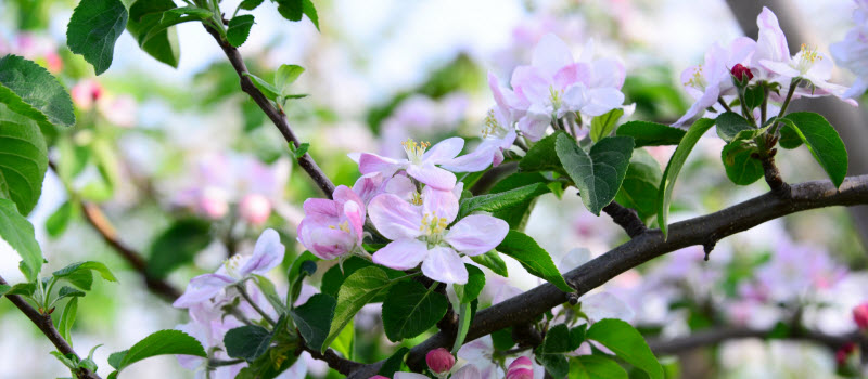 林檎の花